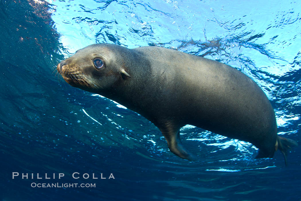 California sea lion underwater. Sea of Cortez, Baja California, Mexico, Zalophus californianus, natural history stock photograph, photo id 27453