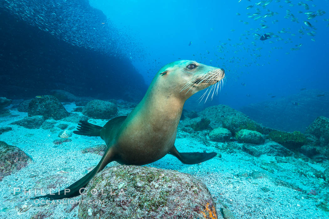 California sea lion underwater at Los Islotes, Sea of Cortez, Mexico. Baja California, Zalophus californianus, natural history stock photograph, photo id 31206