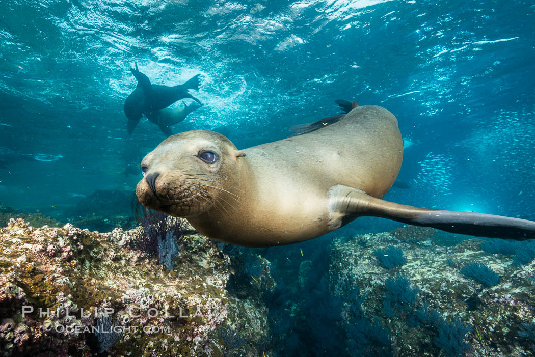 California sea lion underwater, Sea of Cortez, Mexico. Baja California, Zalophus californianus, natural history stock photograph, photo id 31214
