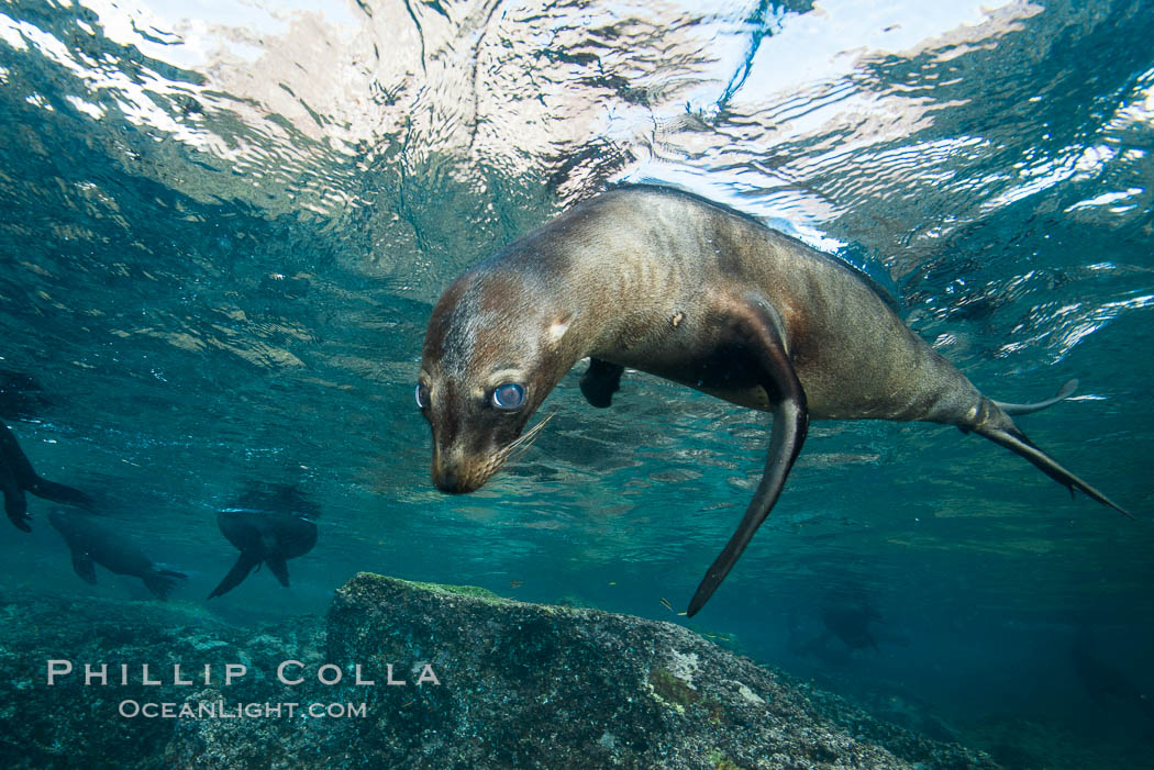 California sea lion underwater, Sea of Cortez, Mexico. Baja California, Zalophus californianus, natural history stock photograph, photo id 31266