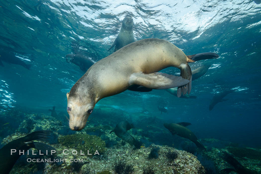 California sea lion underwater, Sea of Cortez, Mexico. Baja California, Zalophus californianus, natural history stock photograph, photo id 31270