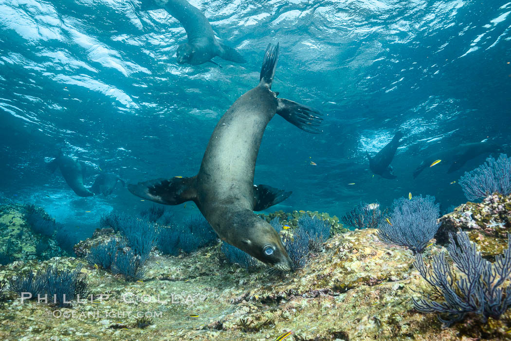 California sea lion underwater, Sea of Cortez, Mexico. Baja California, Zalophus californianus, natural history stock photograph, photo id 31274