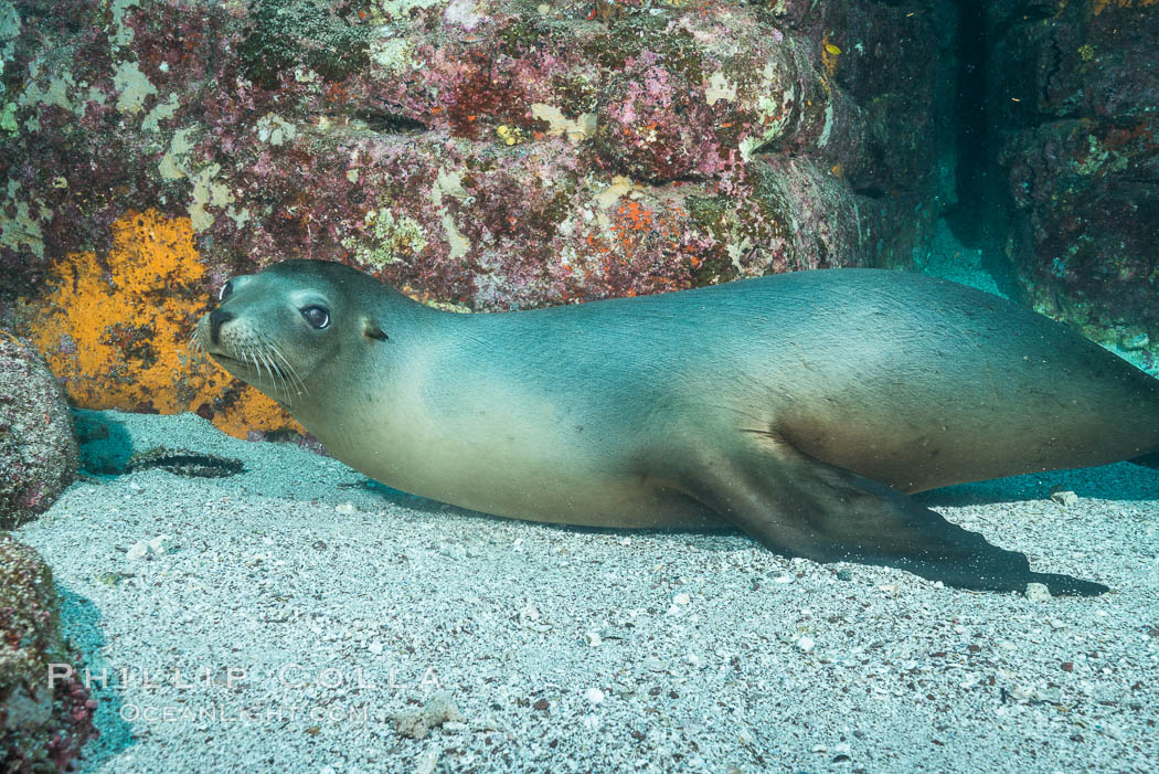 California sea lion underwater, Sea of Cortez, Mexico. Baja California, Zalophus californianus, natural history stock photograph, photo id 31302