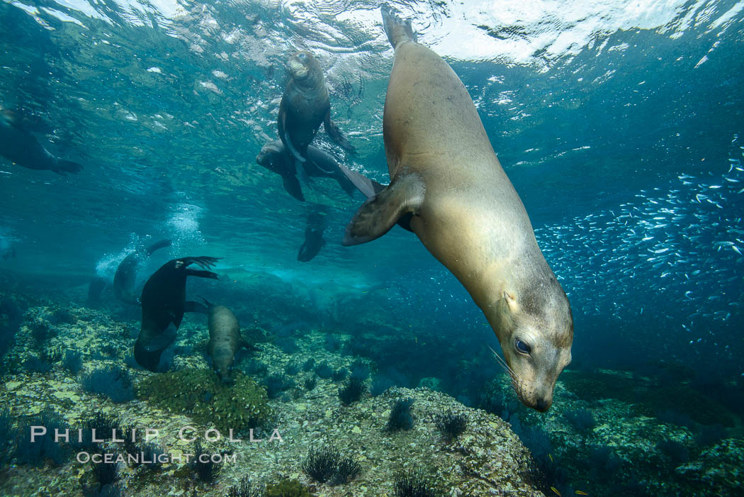 California sea lion underwater, Sea of Cortez, Mexico. Baja California, Zalophus californianus, natural history stock photograph, photo id 31268