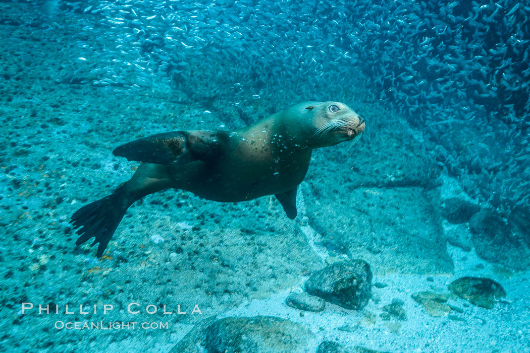 California sea lion underwater, Sea of Cortez, Mexico. Baja California, Zalophus californianus, natural history stock photograph, photo id 31276