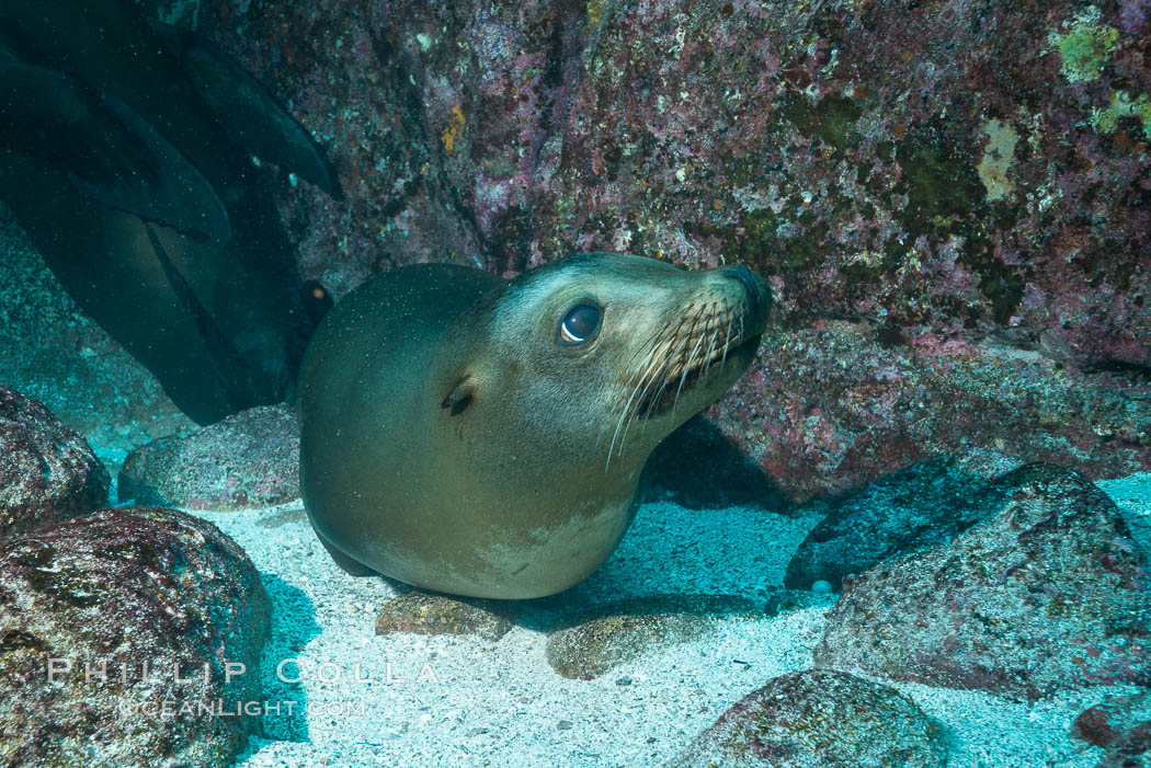 California sea lion underwater, Sea of Cortez, Mexico. Baja California, Zalophus californianus, natural history stock photograph, photo id 31300