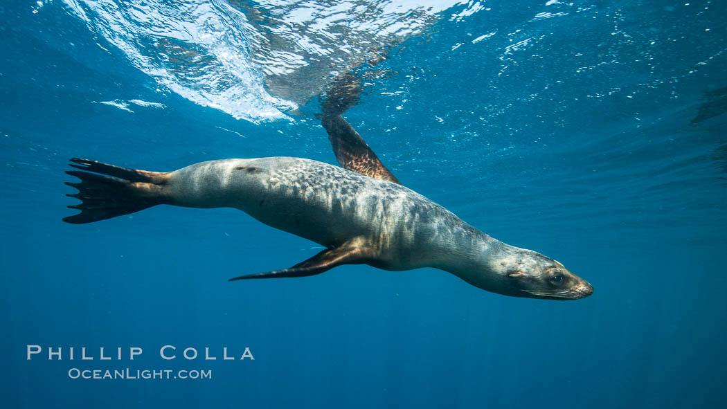 California sea lion underwater, Sea of Cortez, Mexico. Baja California, Zalophus californianus, natural history stock photograph, photo id 31304