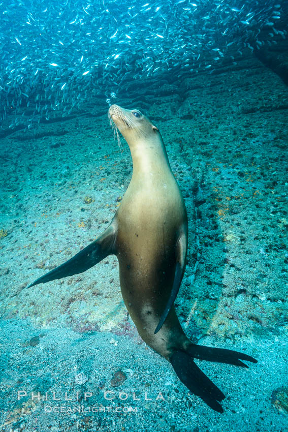 California sea lion underwater, Sea of Cortez, Mexico. Baja California, Zalophus californianus, natural history stock photograph, photo id 31207