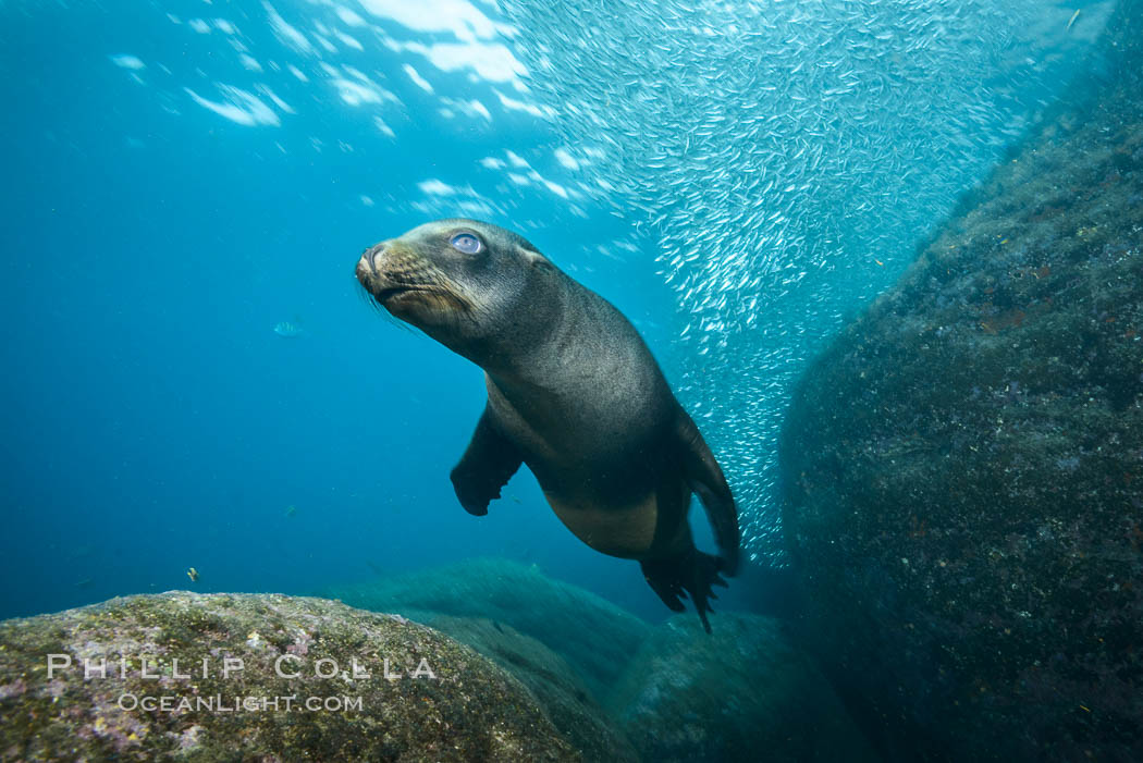 California sea lion underwater, Sea of Cortez, Mexico. Baja California, Zalophus californianus, natural history stock photograph, photo id 31231