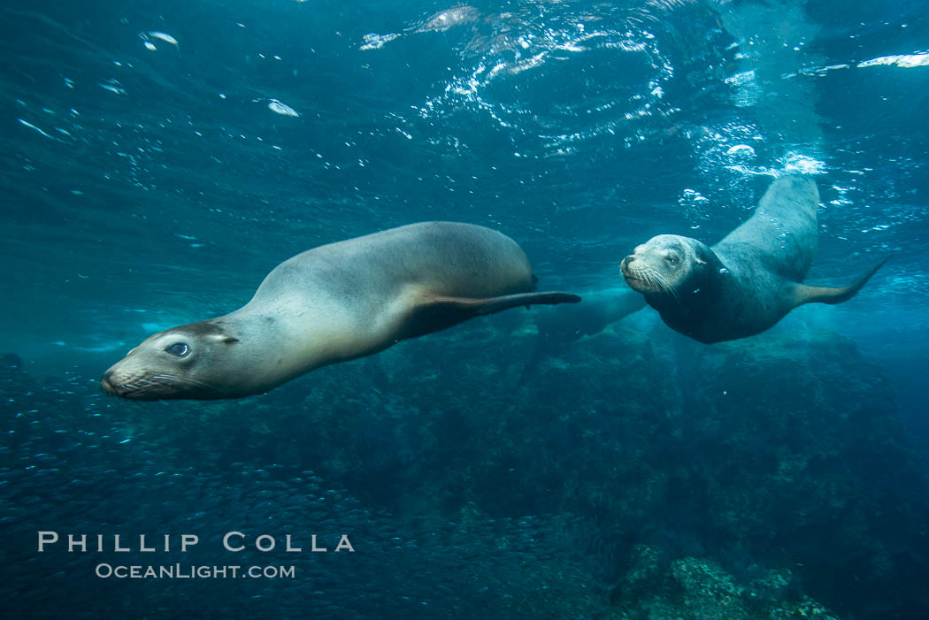 California sea lion underwater, Sea of Cortez, Mexico. Baja California, Zalophus californianus, natural history stock photograph, photo id 31267