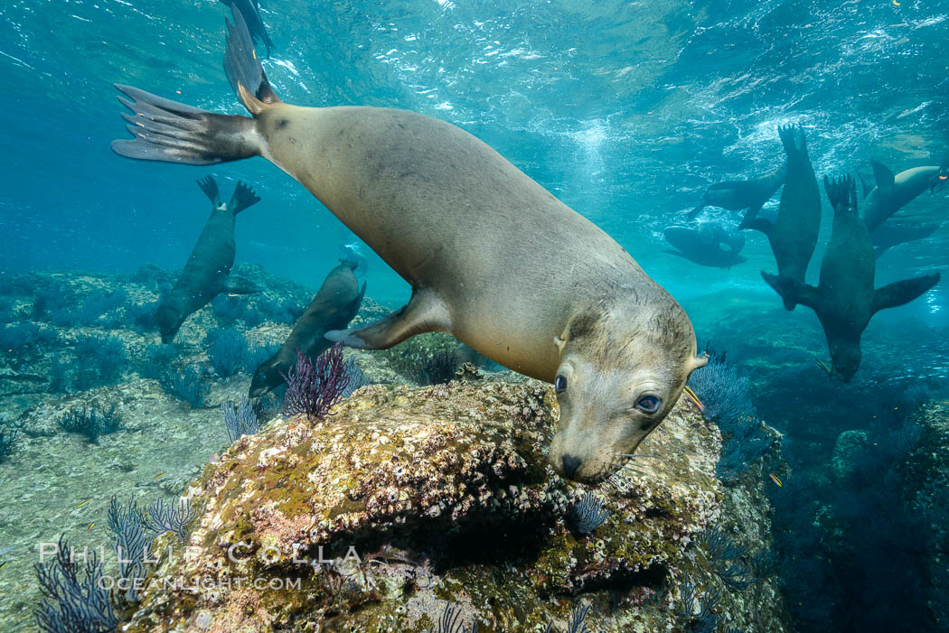 California sea lion underwater, Sea of Cortez, Mexico. Baja California, Zalophus californianus, natural history stock photograph, photo id 31271