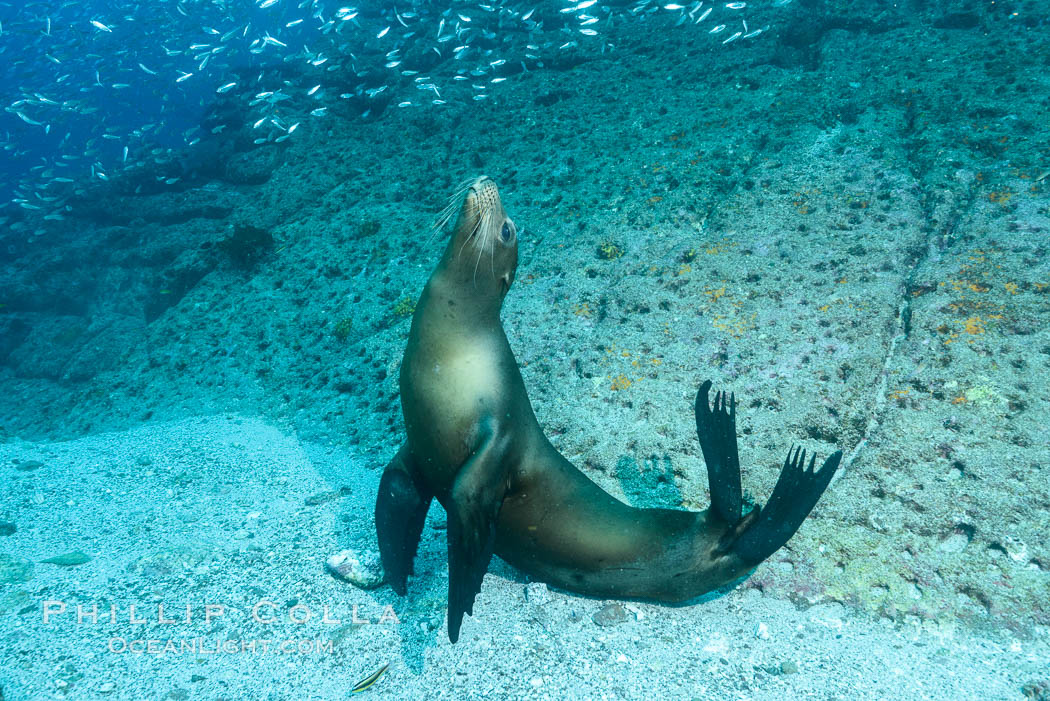 California sea lion underwater, Sea of Cortez, Mexico. Baja California, Zalophus californianus, natural history stock photograph, photo id 31275