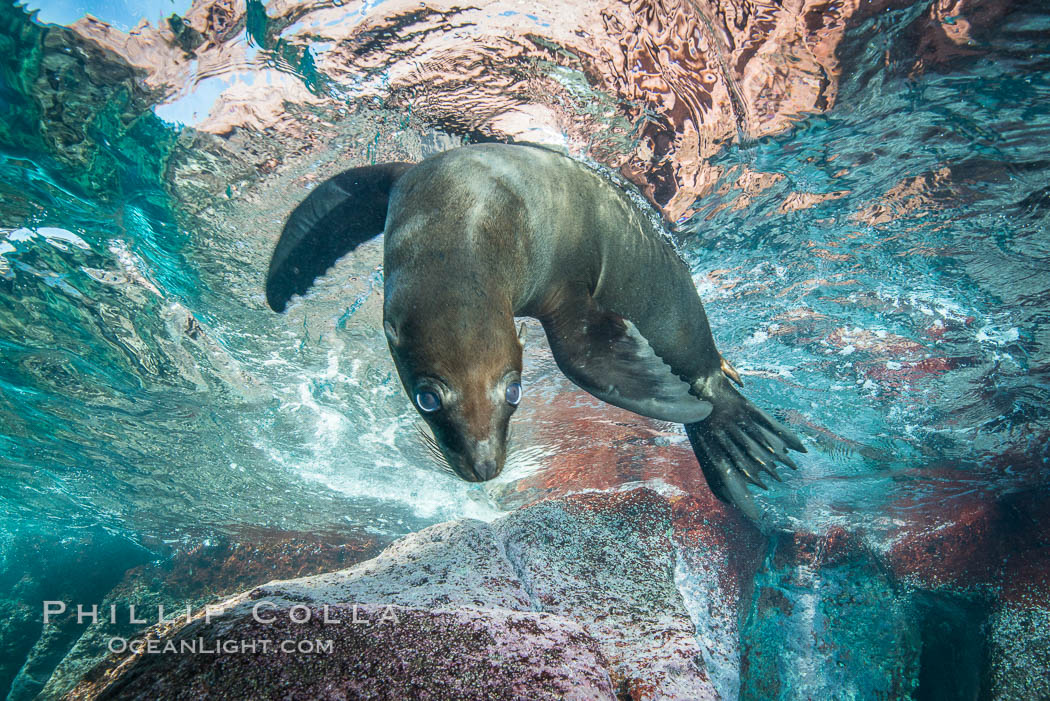 California sea lion underwater, Sea of Cortez, Mexico. Baja California, Zalophus californianus, natural history stock photograph, photo id 31295