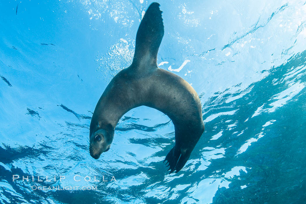 California sea lion underwater, Sea of Cortez, Mexico. Baja California, Zalophus californianus, natural history stock photograph, photo id 31307