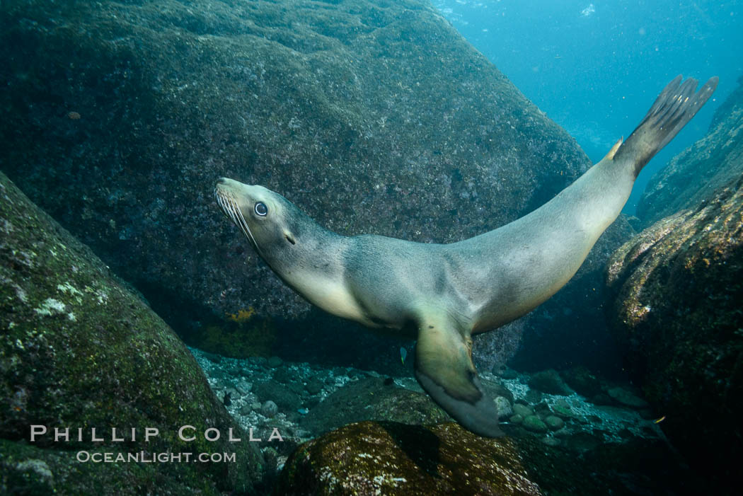 California sea lion underwater, Sea of Cortez, Mexico. Baja California, Zalophus californianus, natural history stock photograph, photo id 31261