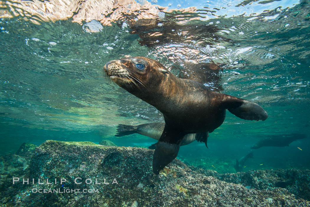 California sea lion underwater, Sea of Cortez, Mexico. Baja California, Zalophus californianus, natural history stock photograph, photo id 31265