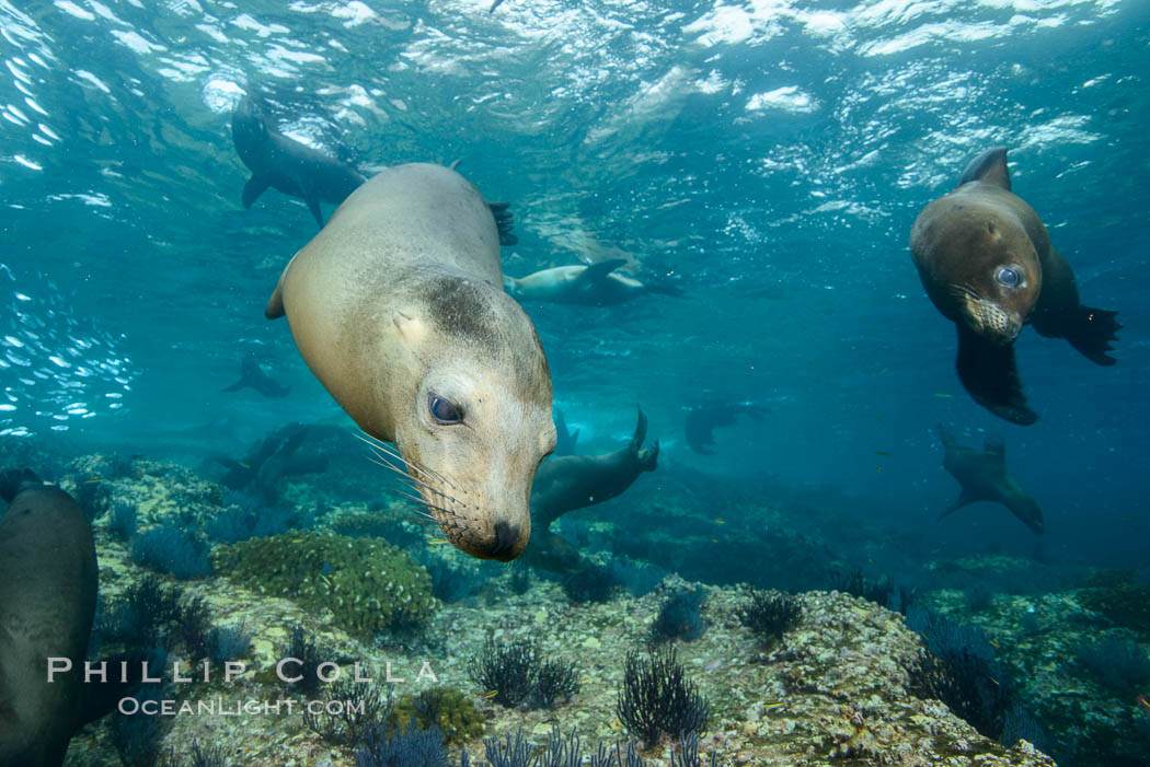 California sea lion underwater, Sea of Cortez, Mexico. Baja California, Zalophus californianus, natural history stock photograph, photo id 31269