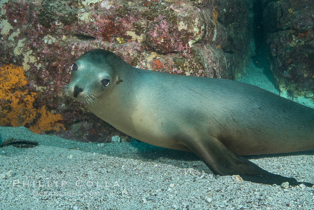 California sea lion underwater, Sea of Cortez, Mexico. Baja California, Zalophus californianus, natural history stock photograph, photo id 31301