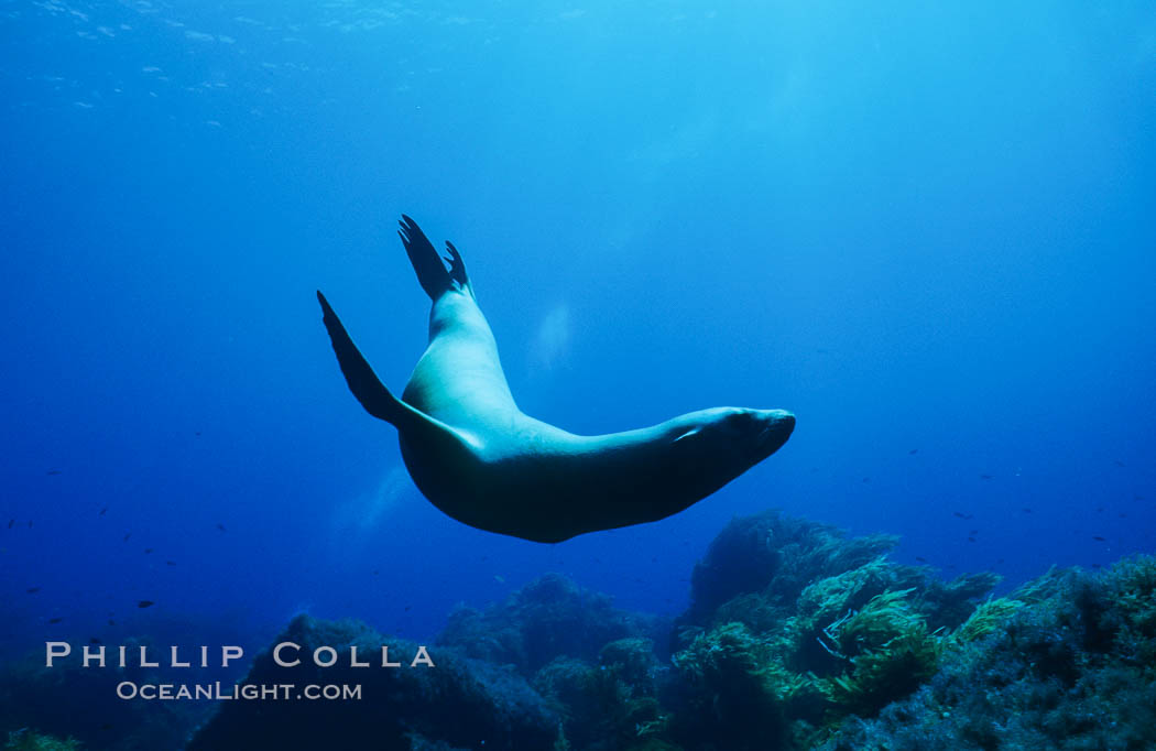 California sea lion. Guadalupe Island (Isla Guadalupe), Baja California, Mexico, Zalophus californianus, natural history stock photograph, photo id 00258