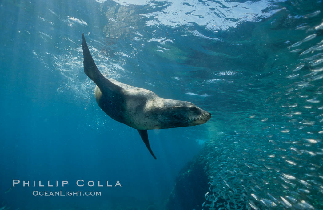 California sea lion and baitfish, Los Islotes, Sea of Cortez., Zalophus californianus, natural history stock photograph, photo id 02946