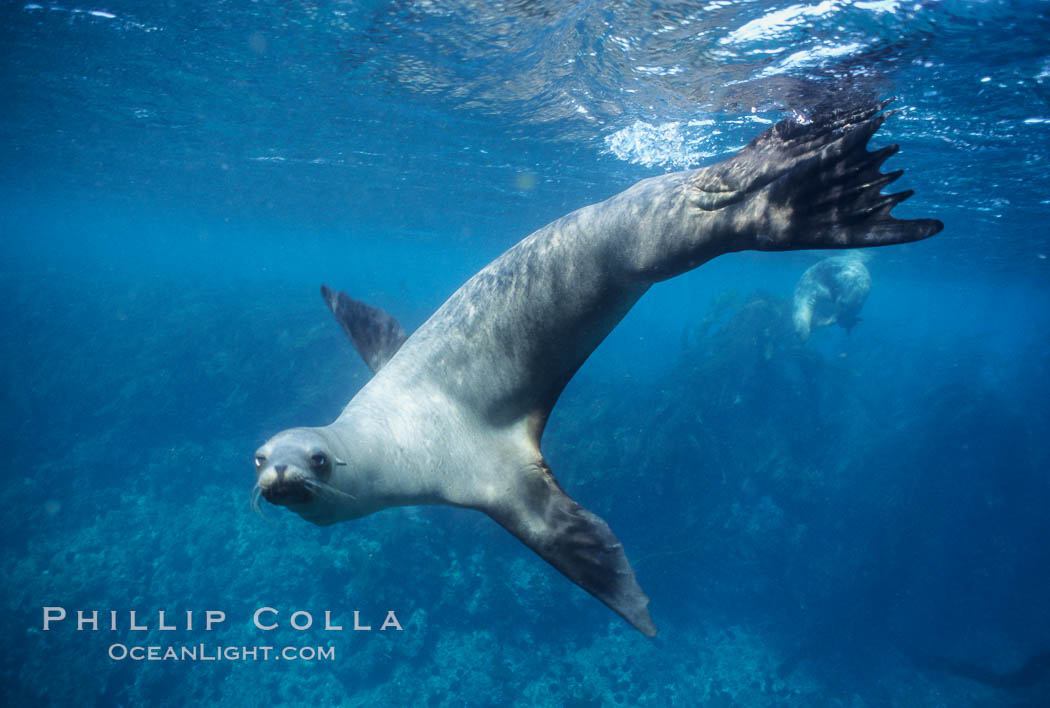 California sea lion, Baja California., Zalophus californianus, natural history stock photograph, photo id 05048