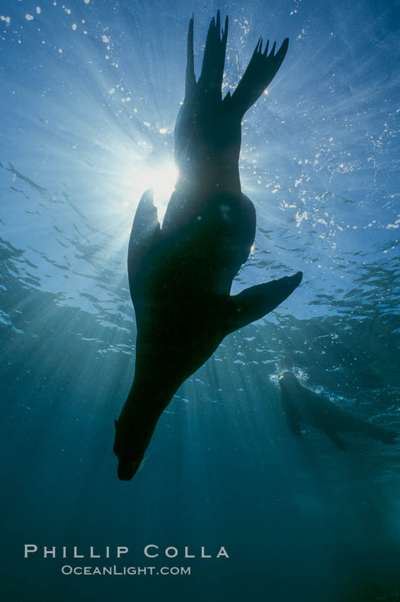 California sea lion, Sea of Cortez., Zalophus californianus, natural history stock photograph, photo id 00951