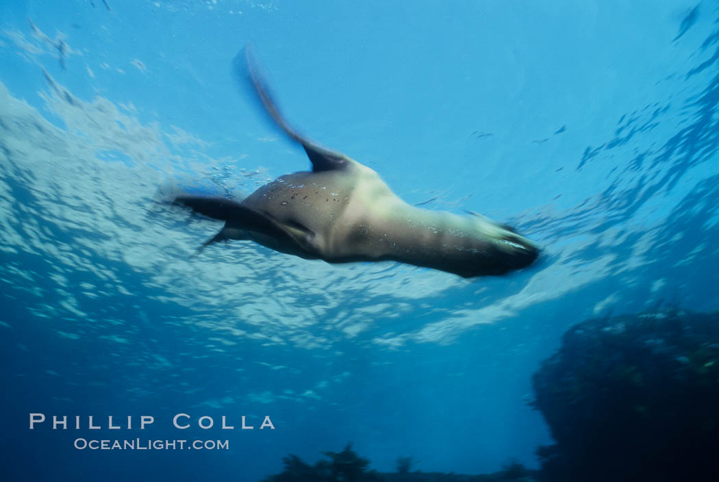 California sea lion, swimming with foreflippers., Zalophus californianus, natural history stock photograph, photo id 03227