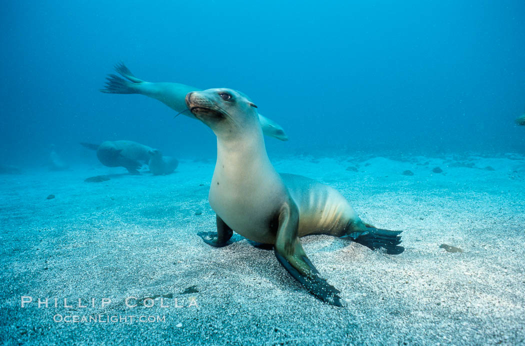 California sea lion, Webster Point rookery., Zalophus californianus, natural history stock photograph, photo id 03809