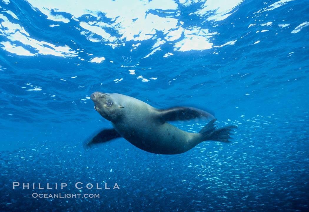 California sea lion, Los Islotes., Zalophus californianus, natural history stock photograph, photo id 04753
