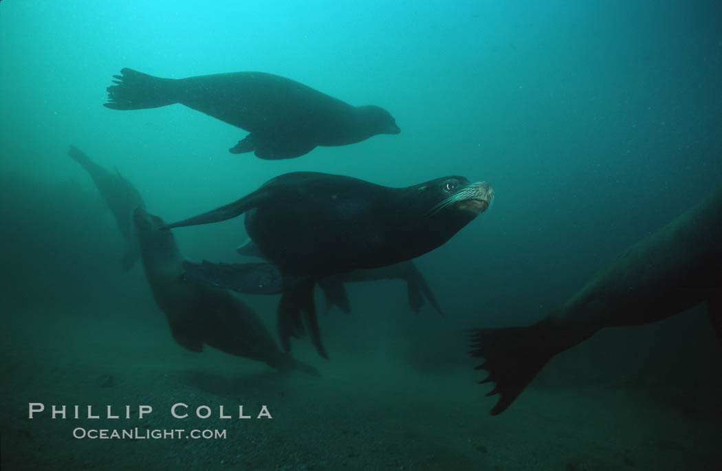 California sea lion. Laguna Beach, USA, Zalophus californianus, natural history stock photograph, photo id 02950