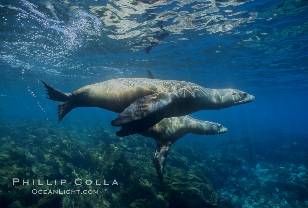 California sea lions. Santa Barbara Island, USA, Zalophus californianus, natural history stock photograph, photo id 03058