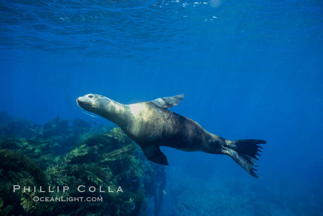 California sea lions. Santa Barbara Island, USA, Zalophus californianus, natural history stock photograph, photo id 03098