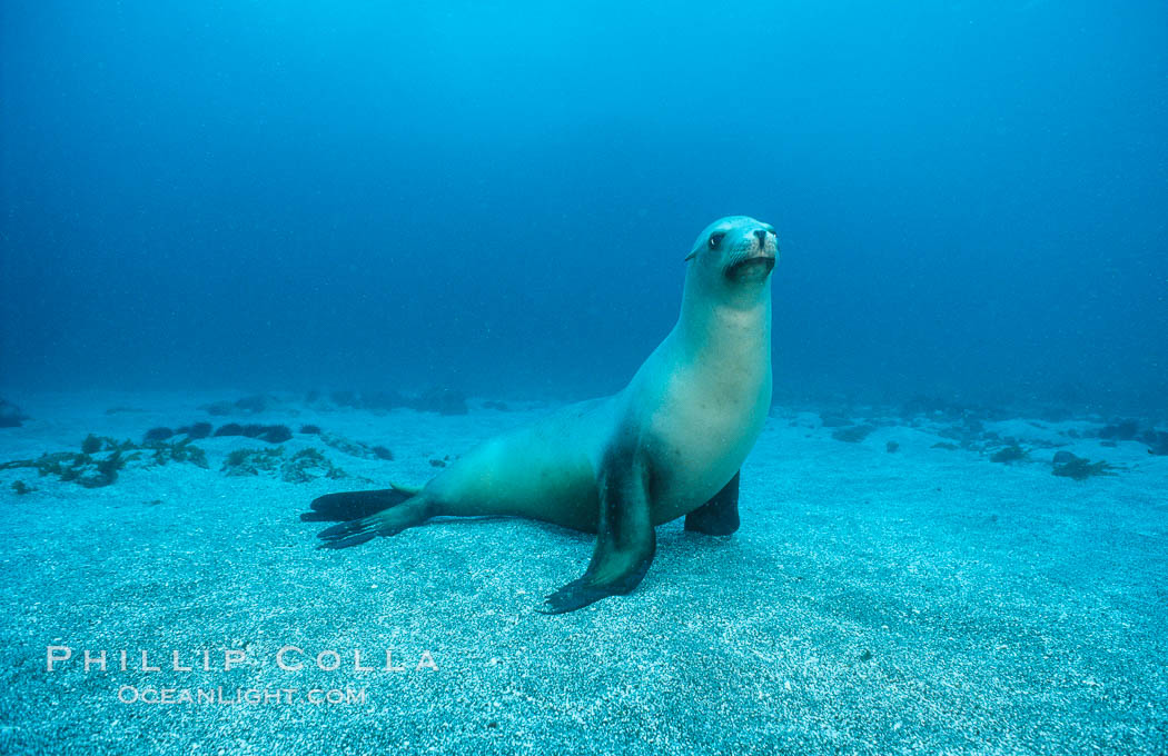 California sea lion, Webster Point rookery. Santa Barbara Island, USA, Zalophus californianus, natural history stock photograph, photo id 03806