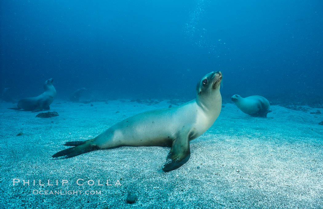 California sea lion, Webster Point rookery. Santa Barbara Island, USA, Zalophus californianus, natural history stock photograph, photo id 03810