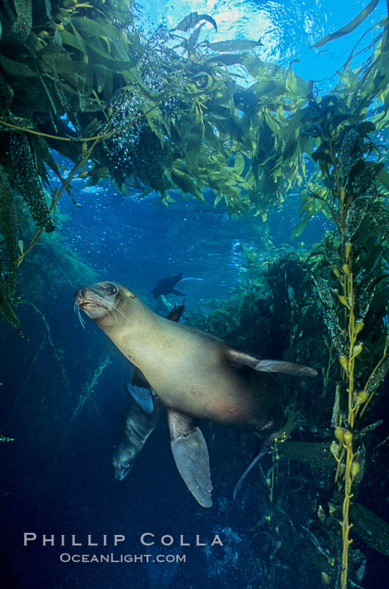 California sea lion. Santa Barbara Island, USA, Zalophus californianus, natural history stock photograph, photo id 04826