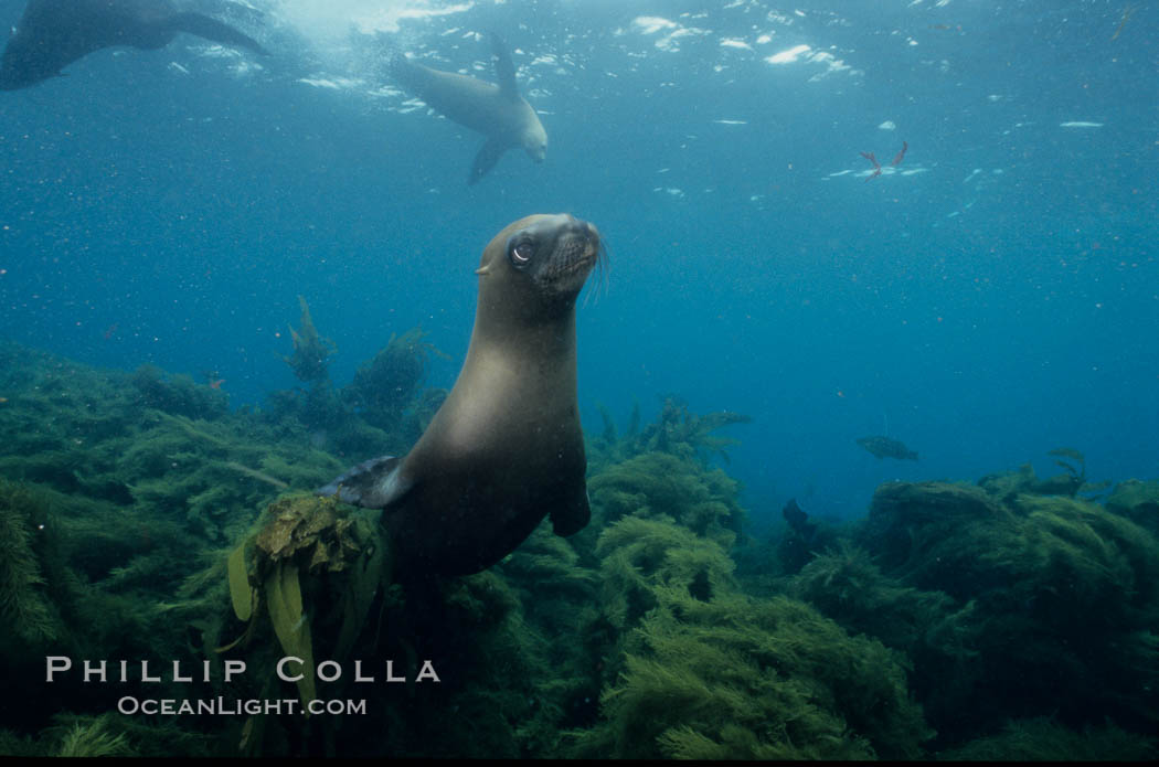 California sea lion. Santa Barbara Island, USA, Zalophus californianus, natural history stock photograph, photo id 04834