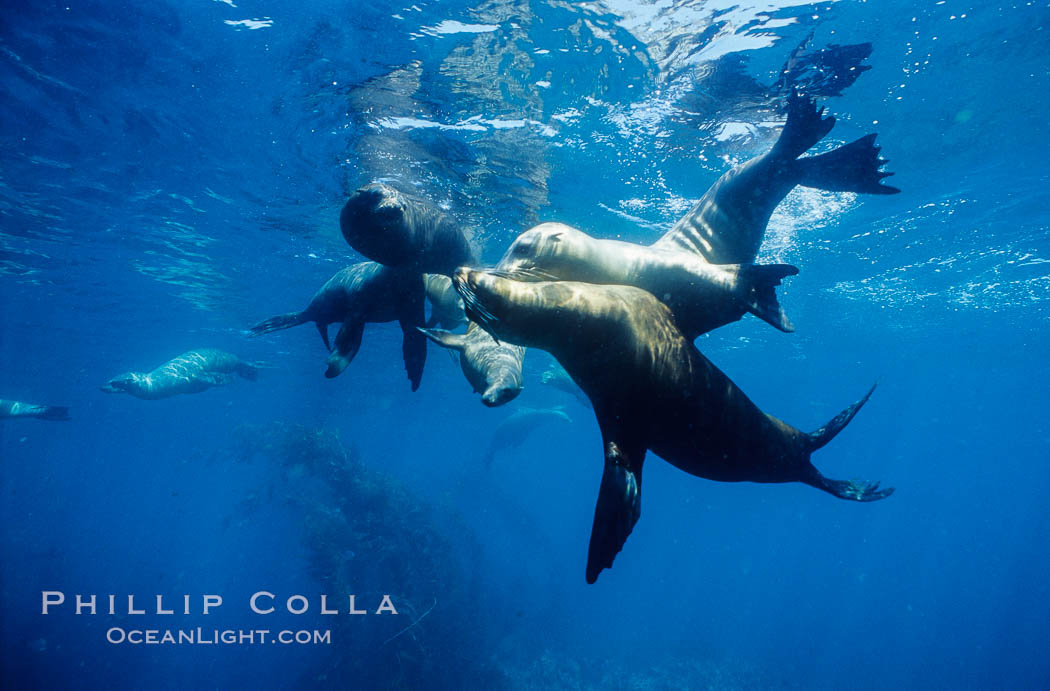 California sea lions, socializing/resting, Webster Point rookery, Santa Barbara Island, Channel Islands National Marine Sanctuary. USA, Zalophus californianus, natural history stock photograph, photo id 06286