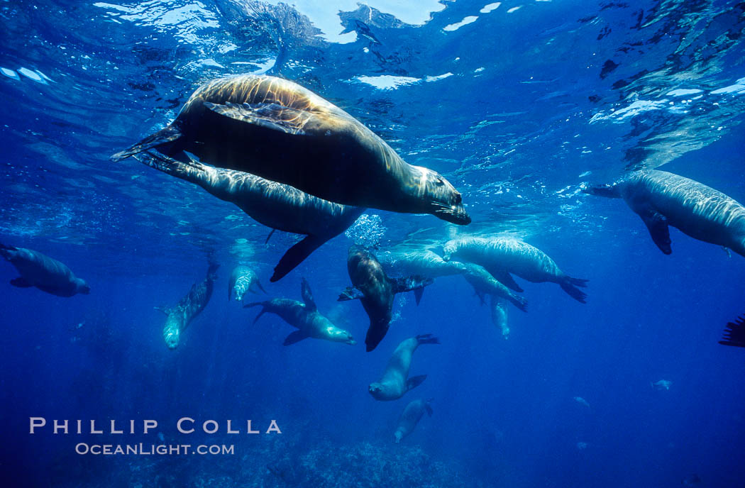 California sea lions, socializing/resting, Webster Point rookery, Santa Barbara Island, Channel Islands National Marine Sanctuary. USA, Zalophus californianus, natural history stock photograph, photo id 06290