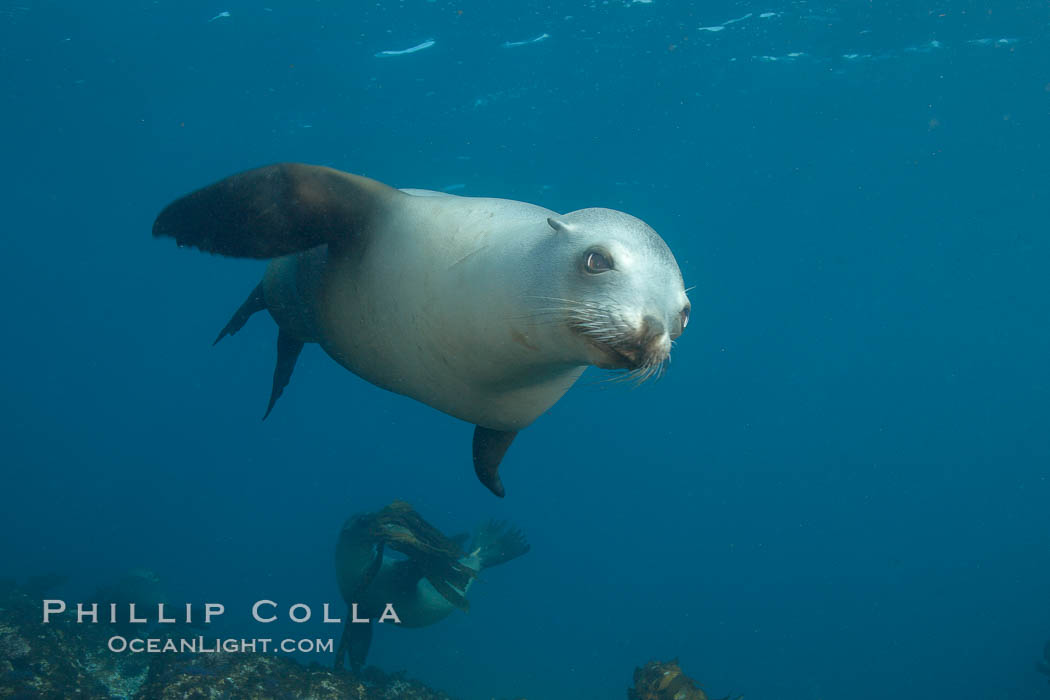 California sea lion, underwater at Santa Barbara Island.  Santa Barbara Island, 38 miles off the coast of southern California, is part of the Channel Islands National Marine Sanctuary and Channel Islands National Park.  It is home to a large population of sea lions. USA, Zalophus californianus, natural history stock photograph, photo id 23418