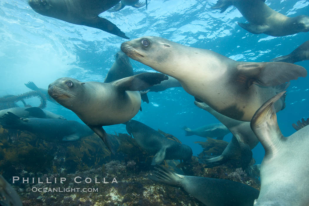 California sea lions, underwater at Santa Barbara Island.  Santa Barbara Island, 38 miles off the coast of southern California, is part of the Channel Islands National Marine Sanctuary and Channel Islands National Park.  It is home to a large population of sea lions. USA, Zalophus californianus, natural history stock photograph, photo id 23422