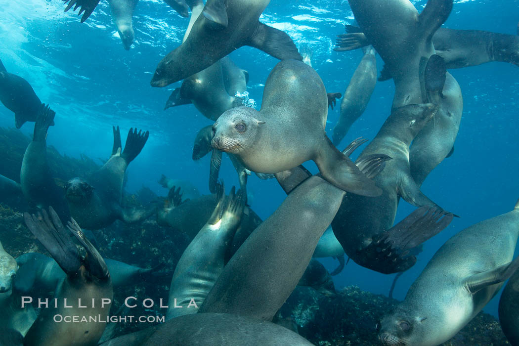 California sea lions, underwater at Santa Barbara Island.  Santa Barbara Island, 38 miles off the coast of southern California, is part of the Channel Islands National Marine Sanctuary and Channel Islands National Park.  It is home to a large population of sea lions. USA, Zalophus californianus, natural history stock photograph, photo id 23442