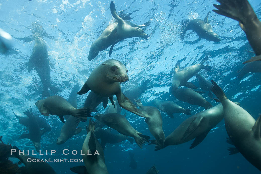 California sea lions, underwater at Santa Barbara Island.  Santa Barbara Island, 38 miles off the coast of southern California, is part of the Channel Islands National Marine Sanctuary and Channel Islands National Park.  It is home to a large population of sea lions. USA, Zalophus californianus, natural history stock photograph, photo id 23458