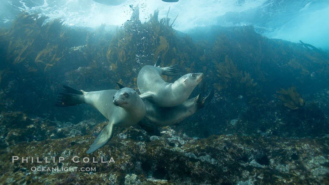 California sea lions, underwater at Santa Barbara Island.  Santa Barbara Island, 38 miles off the coast of southern California, is part of the Channel Islands National Marine Sanctuary and Channel Islands National Park.  It is home to a large population of sea lions. USA, Zalophus californianus, natural history stock photograph, photo id 23474