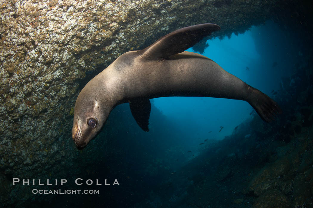A California sea lion, underwater inside a submarine cavern, at Santa Barbara Island. USA, Zalophus californianus, natural history stock photograph, photo id 23486