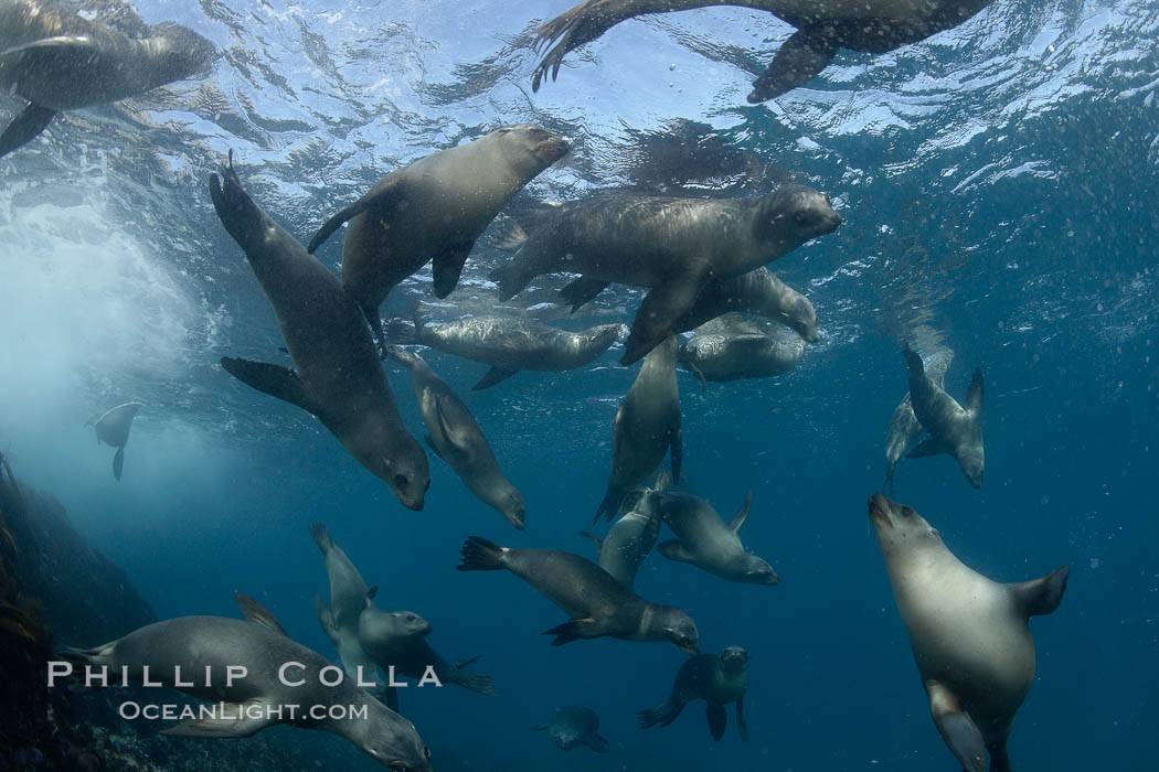 California sea lions, underwater at Santa Barbara Island.  Santa Barbara Island, 38 miles off the coast of southern California, is part of the Channel Islands National Marine Sanctuary and Channel Islands National Park.  It is home to a large population of sea lions. USA, Zalophus californianus, natural history stock photograph, photo id 23490