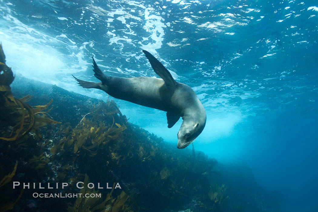 California sea lion, underwater at Santa Barbara Island.  Santa Barbara Island, 38 miles off the coast of southern California, is part of the Channel Islands National Marine Sanctuary and Channel Islands National Park.  It is home to a large population of sea lions. USA, Zalophus californianus, natural history stock photograph, photo id 23518