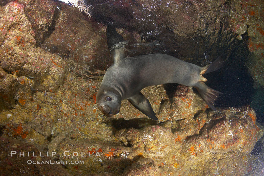A California sea lion, underwater inside a submarine cavern, at Santa Barbara Island. USA, Zalophus californianus, natural history stock photograph, photo id 23534