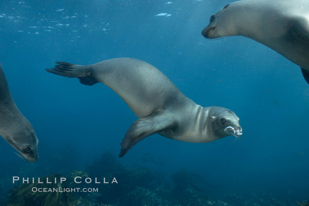 California sea lions, underwater at Santa Barbara Island.  Santa Barbara Island, 38 miles off the coast of southern California, is part of the Channel Islands National Marine Sanctuary and Channel Islands National Park.  It is home to a large population of sea lions. USA, Zalophus californianus, natural history stock photograph, photo id 23542