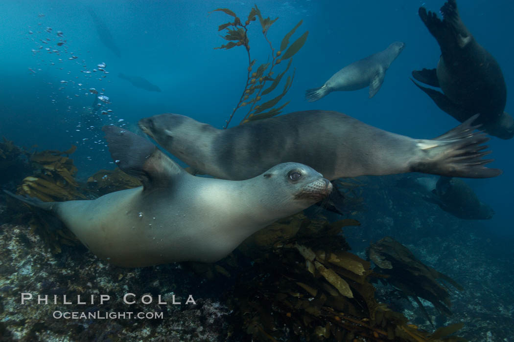 California sea lions, underwater at Santa Barbara Island.  Santa Barbara Island, 38 miles off the coast of southern California, is part of the Channel Islands National Marine Sanctuary and Channel Islands National Park.  It is home to a large population of sea lions. USA, Zalophus californianus, natural history stock photograph, photo id 23578