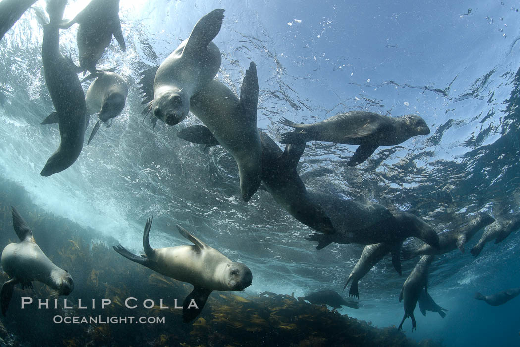 California sea lions, underwater at Santa Barbara Island.  Santa Barbara Island, 38 miles off the coast of southern California, is part of the Channel Islands National Marine Sanctuary and Channel Islands National Park.  It is home to a large population of sea lions. USA, Zalophus californianus, natural history stock photograph, photo id 23582